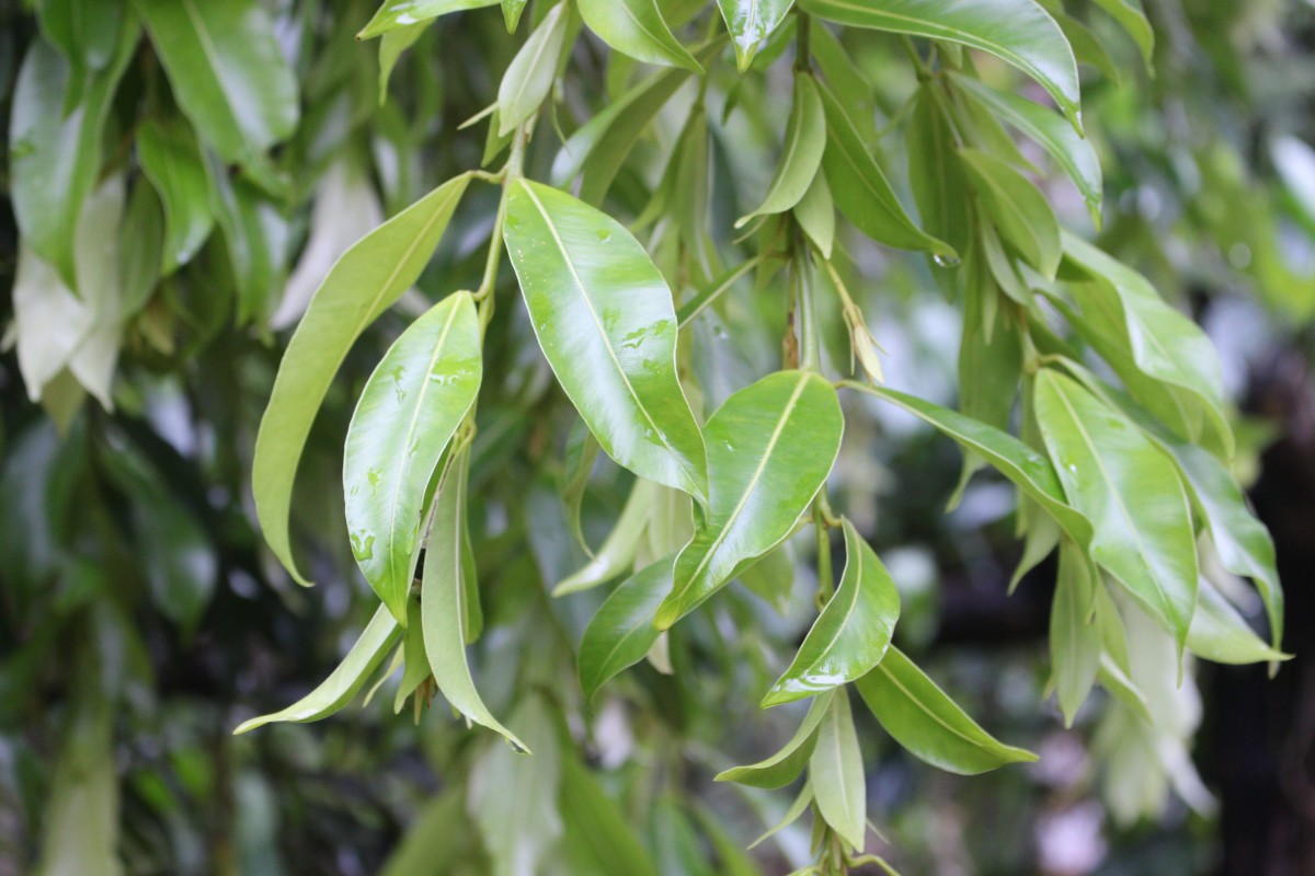 Calophyllum bracteatum Thwaites